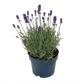 Lavendel Felice Premium Provence 17cm Topf Raschle